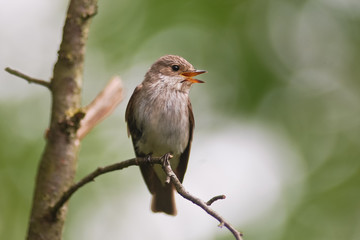 pigliamosche (Muscicapa striata)