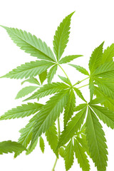 cannabis plant, marijuana on white background