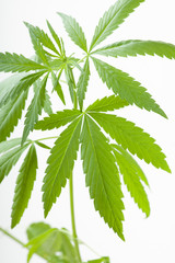 cannabis plant, marijuana on white background