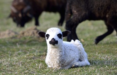 Curious little lamb