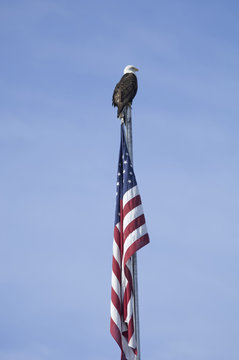 The American Bald Eagle, Haliaeetus leucocephalus, is the symbol of the nation, and thrives in Alaska.