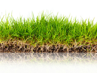 Fresh spring green grass with soil isolated on white background.