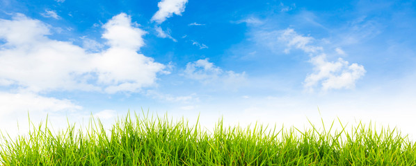 Spring nature background with grass and blue sky in the back  ,