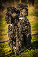 two royal poodle dog