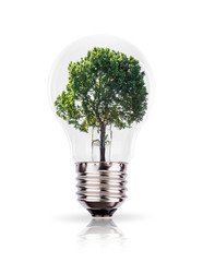 Eco concept: green tree growing in a bulb.