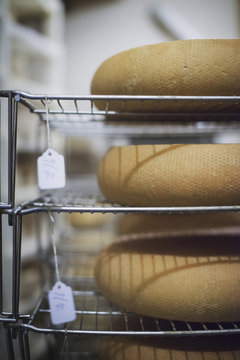 A small organic dairy farm with a mixed herd of cows and goats. Dairy building with large wheels of cheese maturing.