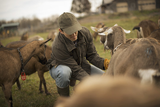 A small organic dairy farm with a mixed herd of cows and goats.  Farmer working and tending to the animals.