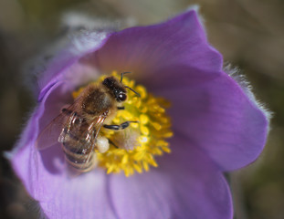 Honey Bee on pasqueflower