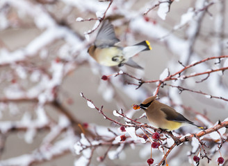 Cedar Waxwing