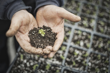 Spring growth in an organic nursery. A person with a handful of soil and a healthy new seedling.