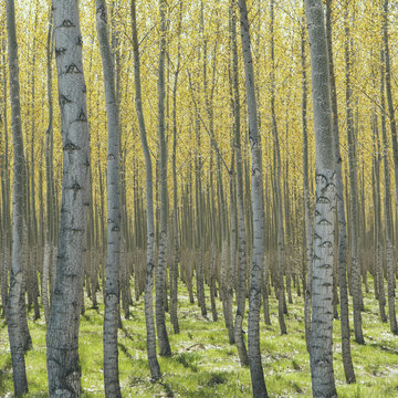 Rows of commercially grown poplar trees on a tree farm, near Pendleton, Oregon. Pale bark and yellow and green leaves.