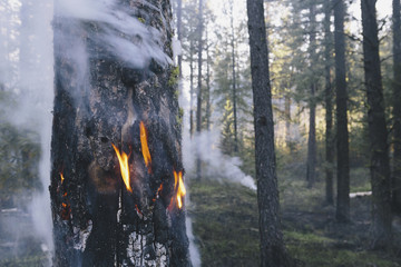 Close-up of tree trunk burning in fire