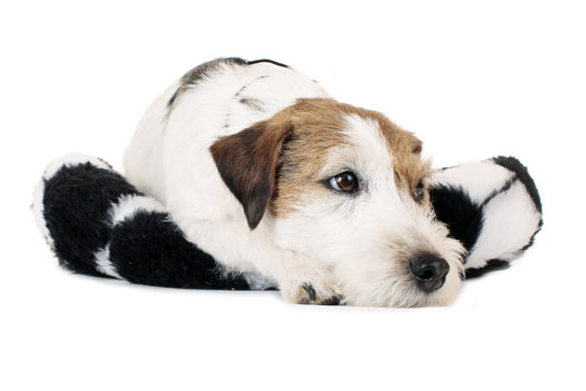 Tired Dog On A Cushion