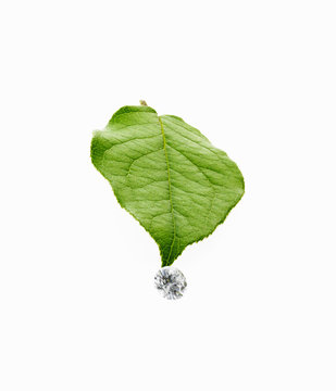 A single leaf with veins, and a small clear glass bead or objects, with facets which reflect light.