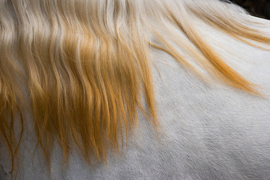 Lusitano horse, Bahia, Brazil