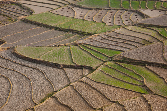 Cultivated terraced fields, Paro Valley, Bhutan