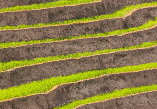 Cultivated terraced fields, Paro Valley, Bhutan