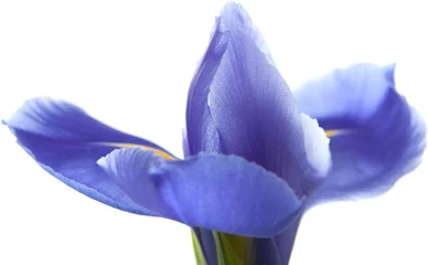 Crédence de cuisine en verre imprimé Iris Iris violet isolé sur blanc