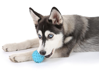 Beautiful cute husky puppy, isolated on white