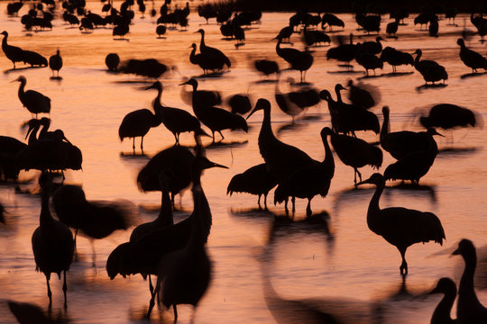 Sandhill cranes, Grus canadensis, Bosque del Apache National Wildlife Refuge, New Mexico, USA