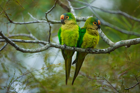 Peach-fronted parakeets, Aratinga aurea, Brazil