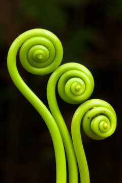 Fiddleheads, Puerto Rico