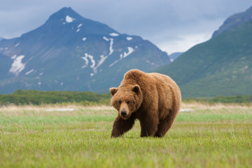Brown bears, Katmai National Park, Alaska, USA