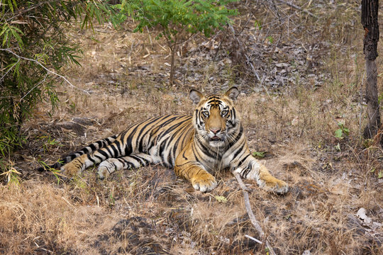 A tiger in Bandhavgarh National Park, India
