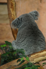 koala in a tree © FD45