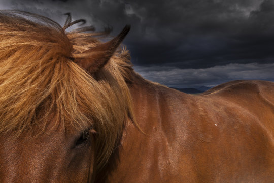 A dun coloured Icelandic horse with a thick brown mane. 