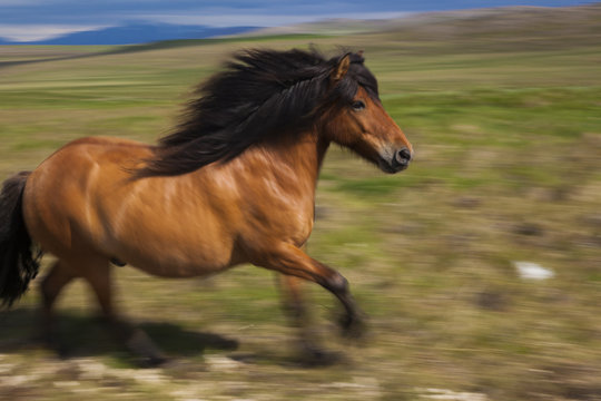 An Icelandic horse galloping in open countryside. 