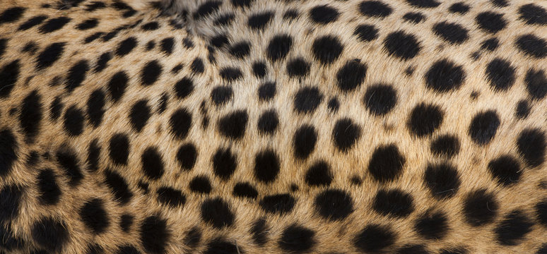 Close-up of cheetah spots on the animal's hide in Serengeti National Park, Tanzania