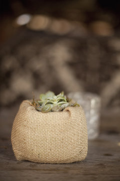 A small succulent plant in a container covered with hessian, on a dining table. 