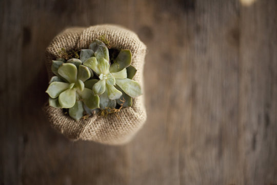 A small succulent plant in a container covered with hessian or burlap, on a dining table. 