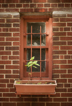 The exterior wall of a city apartment building in New York, a narrow window with a single plant in a windowbox. 