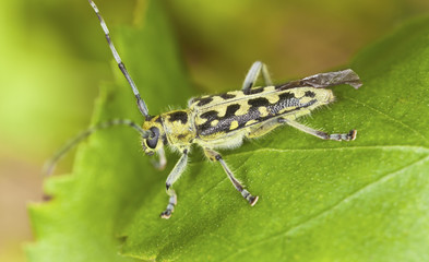 Ladder-marked long horn beetle, Saperda scalaris on birch leaf
