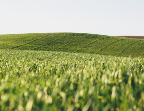 A view across the ripening stalks of a food crop, cultivated wheat growing in a field near Pullman, Washington, USA.