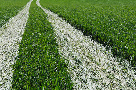 Tire tracks in lush, green field of wheat, near Pullman, flattening the growing crop. 