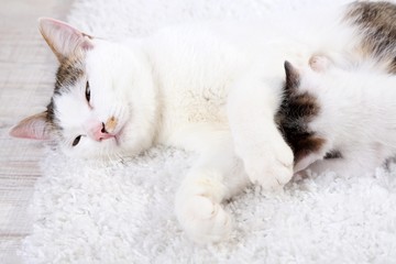 Cute mother cat and little kitten