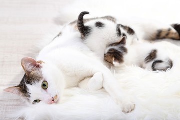 Cute mother cat and little kittens