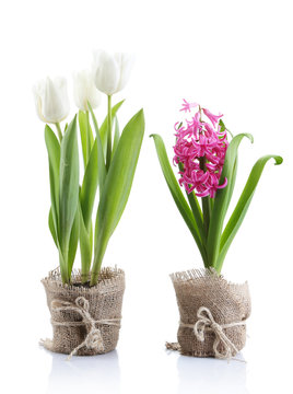 Beautiful Tulips And Hyacinth Flower Isolated On White