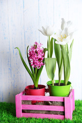Beautiful tulips and hyacinth flower