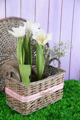 Beautiful tulips in wicker basket,