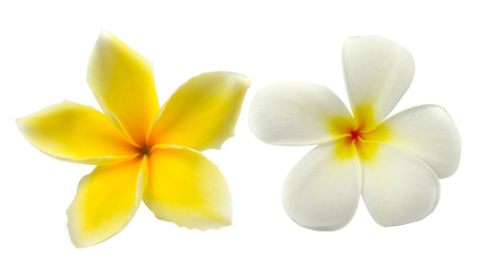 Fototapeta na wymiar Tropikalnych kwiatów frangipani (plumeria) odizolowane na białym backgro