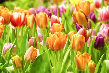 tulips growing in garden