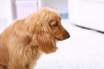 Beautiful cocker spaniel in room