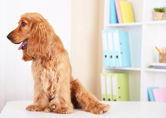 Beautiful cocker spaniel on bright background