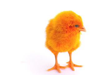 Colorful cute little baby chicken against white background