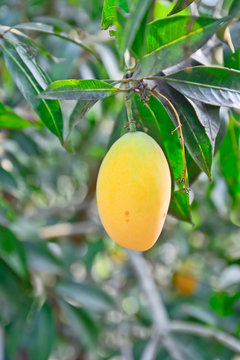 yellow Marian plum