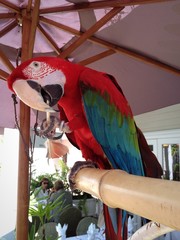 Key West Parrot
